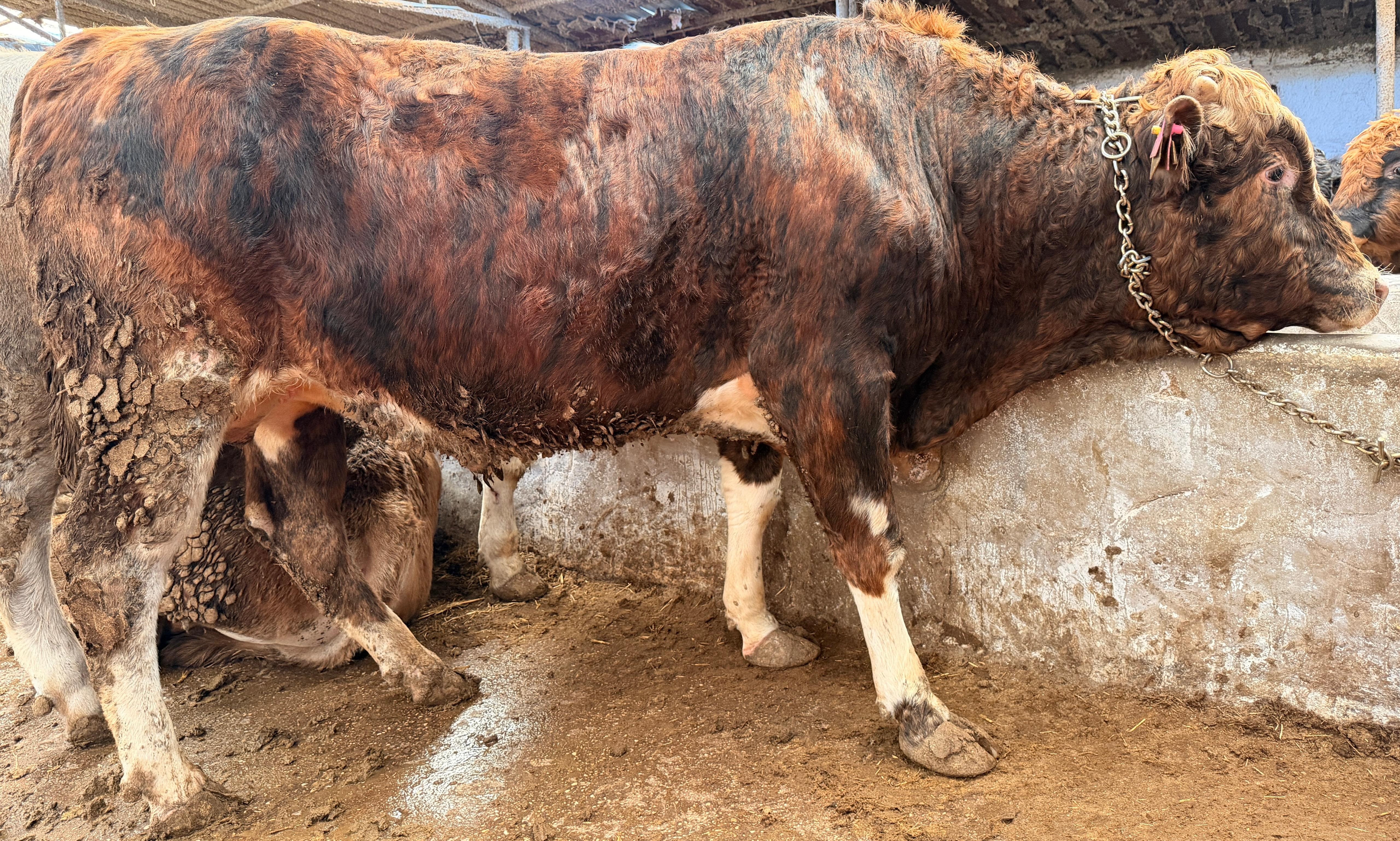 🥩 Büyükbaş Hisse Paketi - Standart
